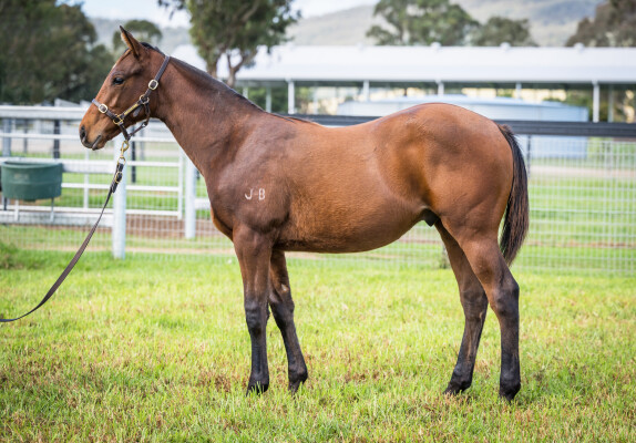 Lot 41: I Am Invincible / Camporella
