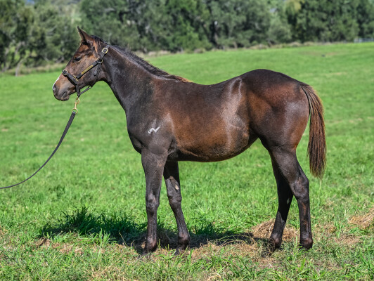 Lot 85: I Am Invincible / Listen Here