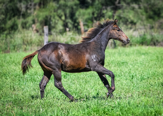 Lot 85: I Am Invincible / Listen Here