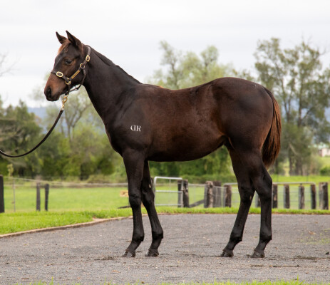 Lot 16: Pride of Dubai / November Gale