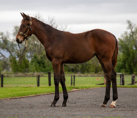 Lot 70: State of Rest (IRE) / Real Lust