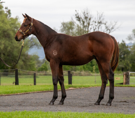 Lot 83: Too Darn Hot (GB) / Rockaroo