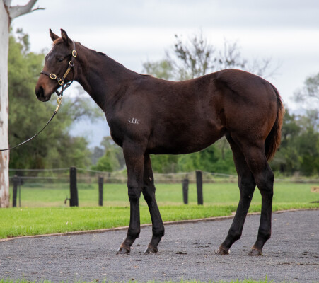 Lot 136: Tassort / Soaring Miss