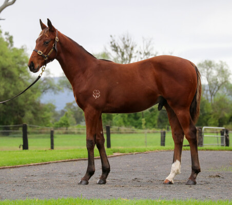 Lot 157: Pierro / Stravain