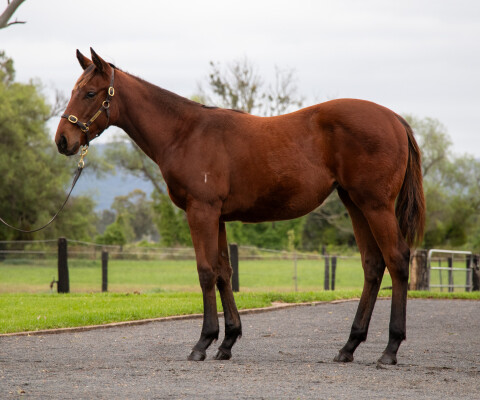 Lot 194: Tassort / Tinszelda