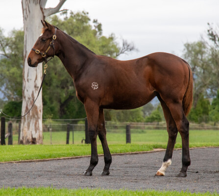 Lot 261: Home Affairs / Arcadia Delight
