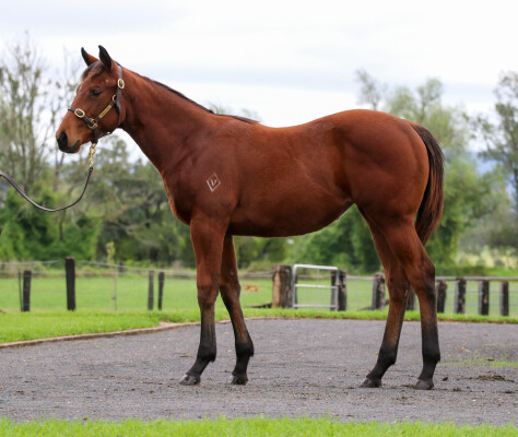Lot 410: Tassort / Glory Cry