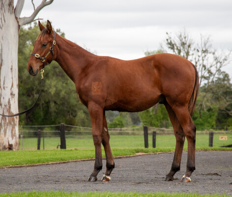 Lot 495: Star Turn / Leolaine