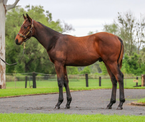 Lot 510: All Too Hard / Love in Autumn