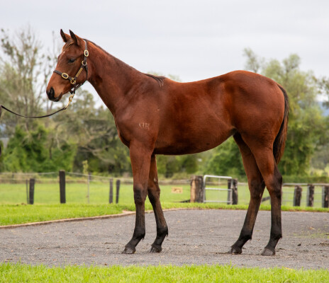 Lot 554: Tassort / Miss Can Do