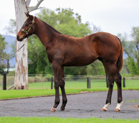 Lot 571: Ole Kirk / Moroccan Rose