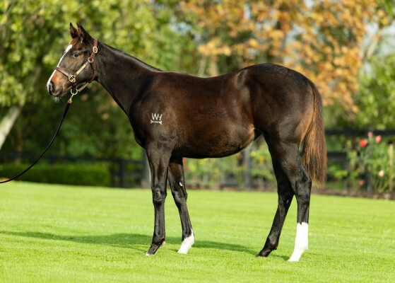 Lot 97: Trapeze Artist / Sally's Realm