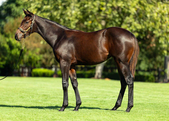 Lot 382: Dundeel (NZ) / Fashion Icon
