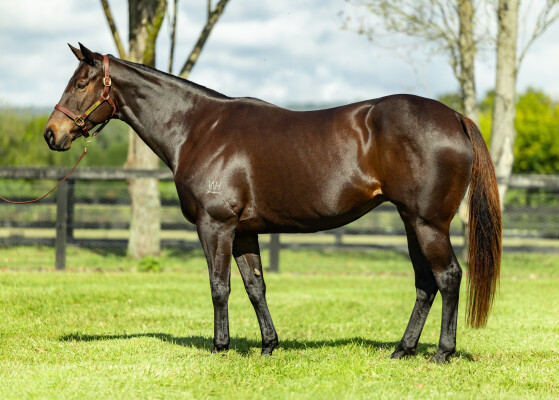Lot 267: More Than Ready (USA) / Catalonia