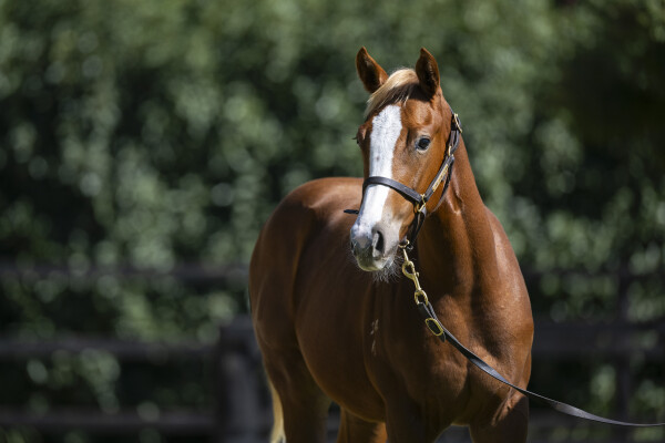 Lot 324: Sejardan / Cinzia