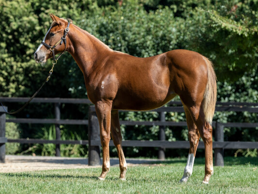 Lot 324: Sejardan / Cinzia