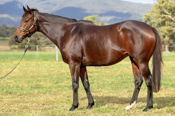 Lot 214: Canford Cliffs (IRE) / Ryalahna (IRE)