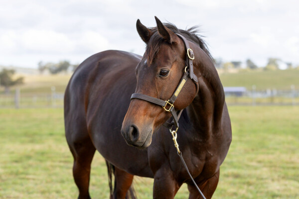 Lot 214: Canford Cliffs (IRE) / Ryalahna (IRE)