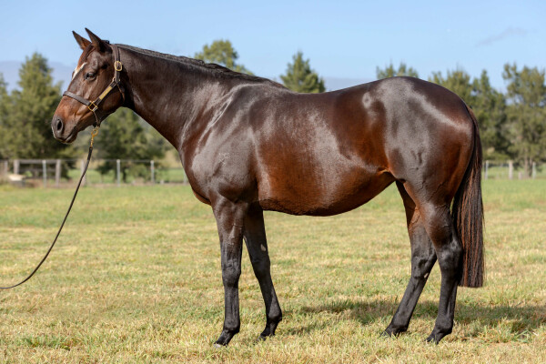 Lot 215: Sacred Falls (NZ) / Suitely
