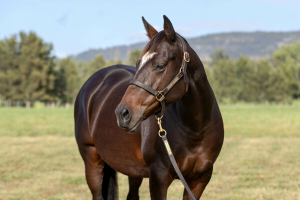 Lot 215: Sacred Falls (NZ) / Suitely