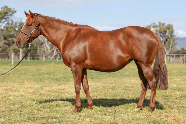 Lot 221: Husson (ARG) / Global Dance