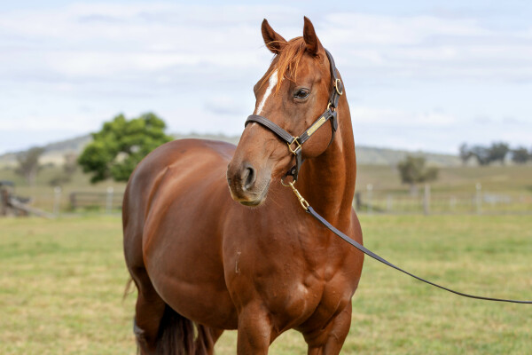 Lot 221: Husson (ARG) / Global Dance