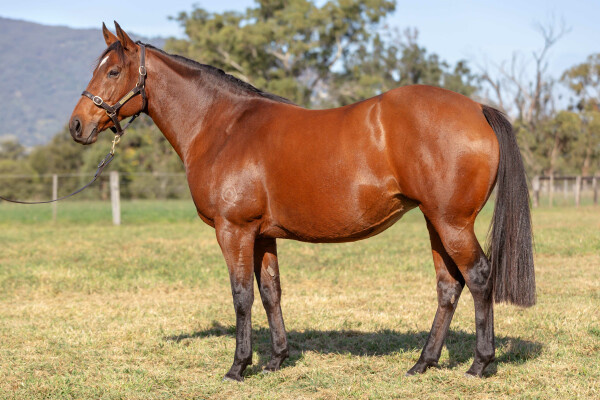 Lot 235: Declaration Of War (USA) / Our Squeezer