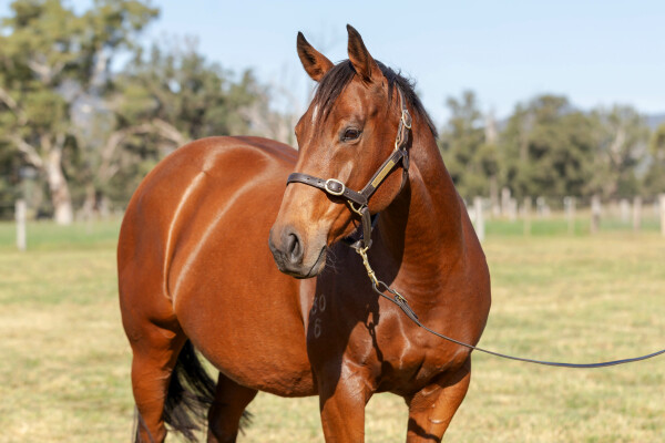 Lot 235: Declaration Of War (USA) / Our Squeezer