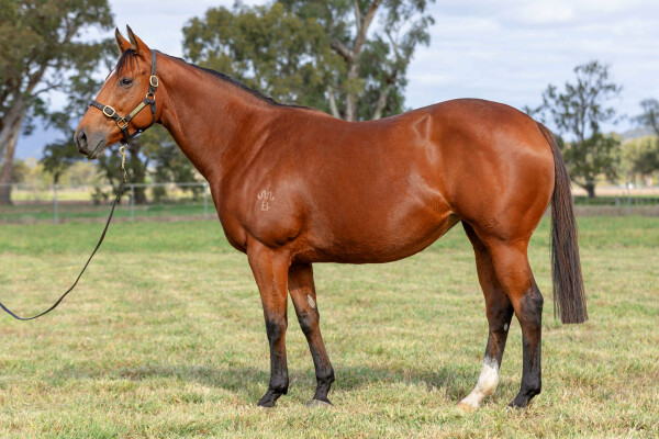 Lot 245: Squamosa / Banditti