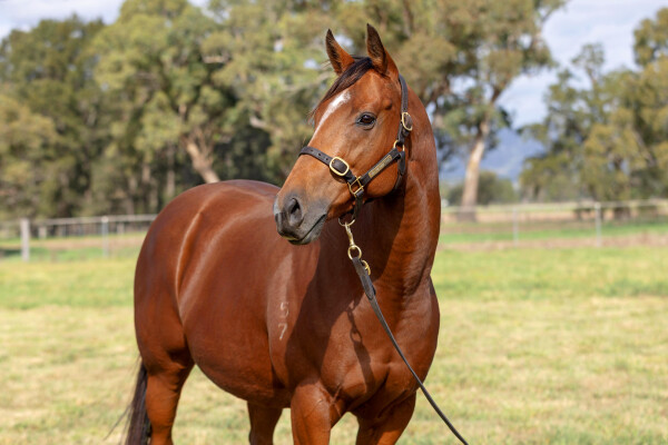 Lot 245: Squamosa / Banditti