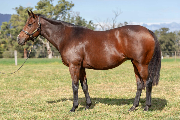 Lot 256: Bel Esprit / Miss Monashee