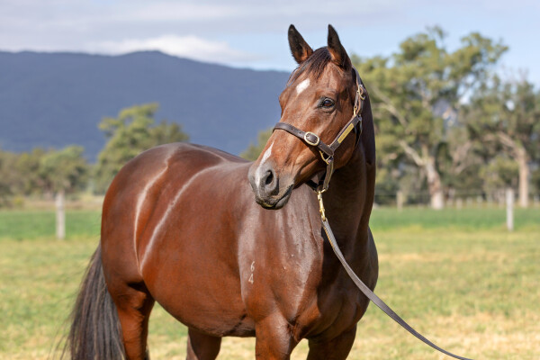 Lot 256: Bel Esprit / Miss Monashee