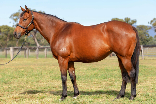 Lot 259: Blackfriars / Sigaro