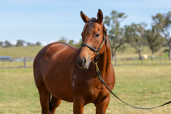Lot 259: Blackfriars / Sigaro