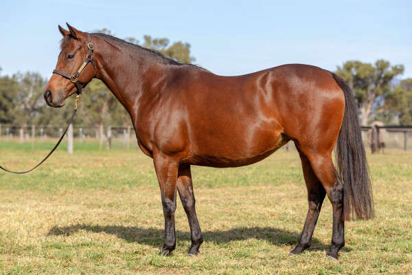 Lot 277: Kingman (GB) / Cut Short (USA)