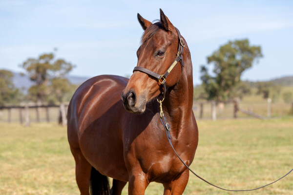Lot 277: Kingman (GB) / Cut Short (USA)