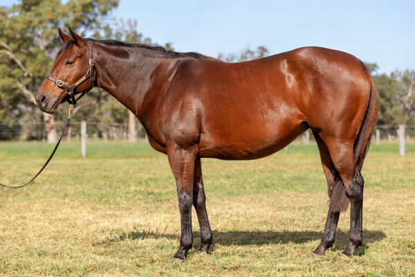 Lot 282: Northern Afleet (USA) / Quiet North (USA)