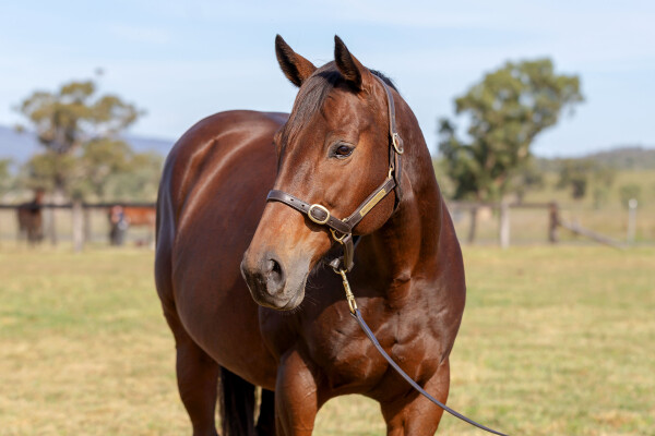 Lot 282: Northern Afleet (USA) / Quiet North (USA)