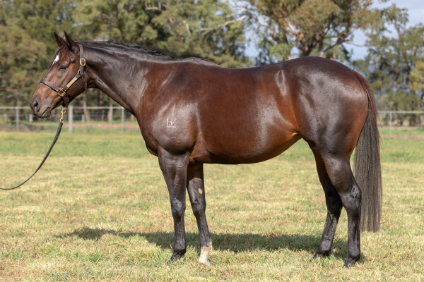 Lot 286: Burgundy (NZ) / Niamh Elizabeth (NZ)