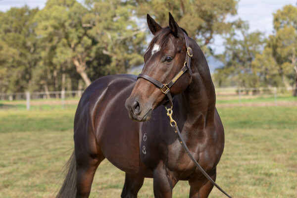 Lot 286: Burgundy (NZ) / Niamh Elizabeth (NZ)