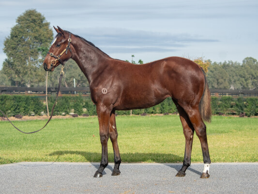 Lot 108: Pierata / Seababe