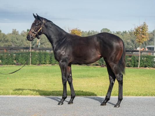 Lot 226: Pierata / Written Dash