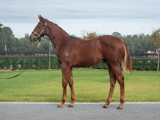 Lot 370: Capitalist / Enquare