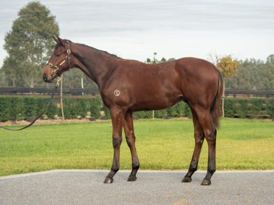 Lot 442: Pierata / Intricately