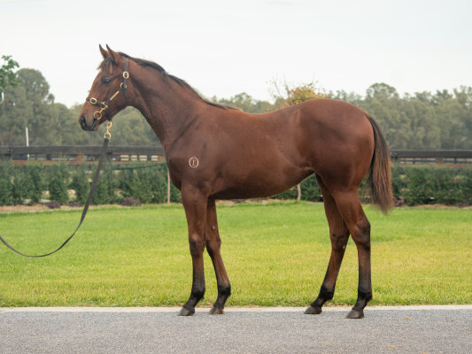 Lot 541: Tagaloa / Maui Girl