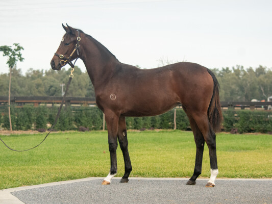 Lot 497: Alabama Express / Let's Sava Think (NZ)
