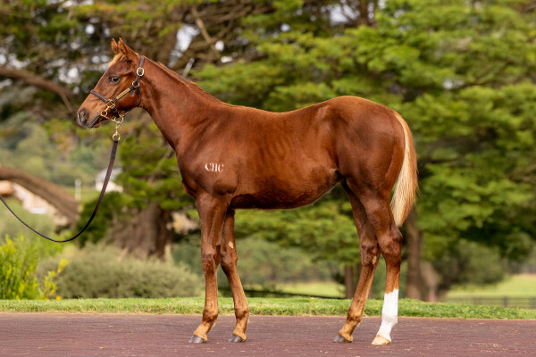 Lot 44: Stay Inside / Pirapala