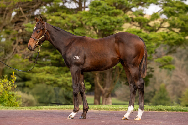 Lot 24: Zoustar / Ordos Honor