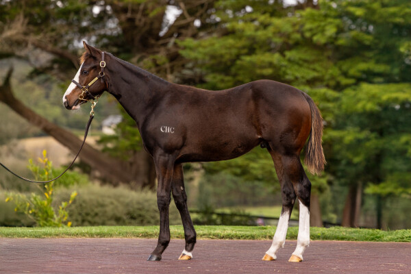 Lot 402: Toronado (IRE) / Galina