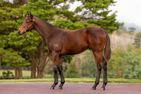 Lot 454: Artorius / Joseph's Coat